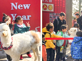 yl23455永利官网幼儿园开展“我和羊驼交朋友”亲近自然互动体验活动